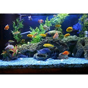 Doğal Deniz Taşı 1-3cm Aralığında 1 Kg Teraryum Akvaryum Çiçek Süsleme