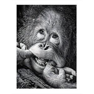 Gülümseyen Orangutan Model Ahşap Tablo 35cm X50cm 35x50 cm