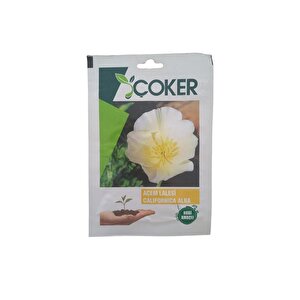 Çoker Acem Lalesi Çiçek Tohumu