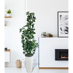 Yapay Ağaç Şeflera 3 Gövdeli 195x60cm Beyaz Kumsal Vazoda Salon Çiçeği
