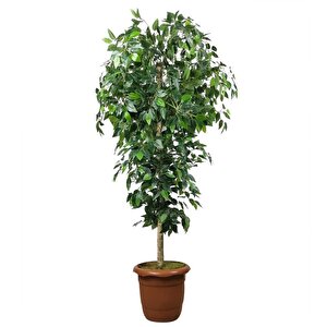 Yapay Ağaç Yeşil Benjamin170 Cm Plastik Saksılı 1.kalite Yapay Çiçek Dekoru