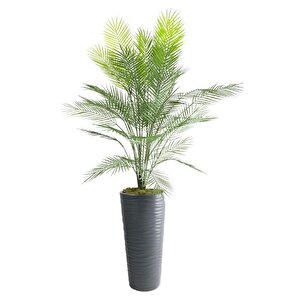 Yapay Ağaç Areka Ağacı Siyah Uzun Kumsal Vazoda Palmiye Ağacı Yapay Areka 170cm 40 Yaprak
