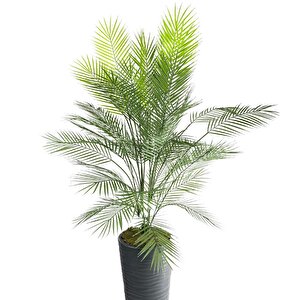 Yapay Ağaç Areka Ağacı Siyah Uzun Kumsal Vazoda Palmiye Ağacı Yapay Areka 170cm 40 Yaprak
