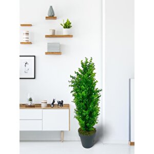 Yapay Çiçek Siyah Saksıda Yeşil Şimşir Ağacı 80*30cm