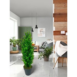 Yapay Çiçek Siyah Saksıda Yeşil Şimşir Ağacı 80*30cm