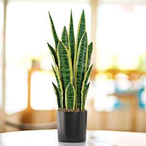 Yapay Çiçek Saksılı Yeşil Kılıç Çiçeği Dal 68cm Salon Çiçeği Metal Mat Siyah Saksılı Yapay Bitki