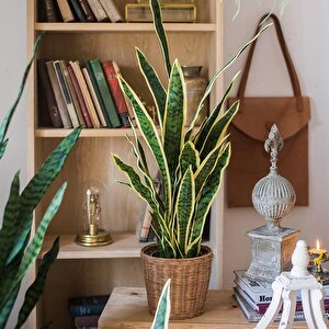 Yapay Çiçek Sansevieria Yeşil Kılıç Çiçeği 4 Adet 65cm Salon Çiçeği Yapay Bitki