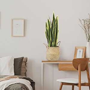 Yapay Çiçek Sansevieria Yeşil Kılıç Çiçeği 4 Adet 65cm Salon Çiçeği Yapay Bitki