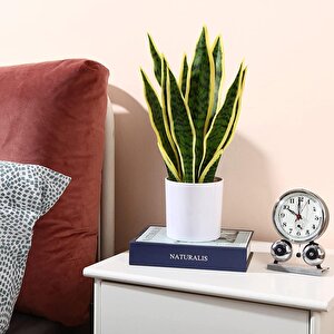 Yapay Çiçek Saksılı Yeşil Kılıç Çiçeği Dal 68cm Salon Çiçeği Beyaz Seramik Saksılı Yapay Bitki