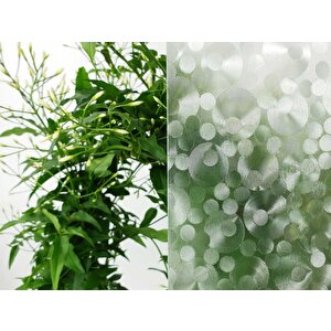 D-c-fix 349-8214 Halka Desen Kendinden Yapışkanlı Cam Folyo (67,5cm X 1mt)
