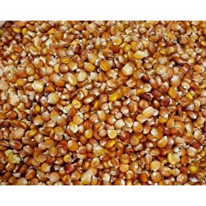 Yerli Kokulu Köy Mısır Tohumu 1 Kg