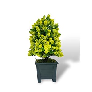 Yapay Çiçek Bonsai Ağacı Sarı Kozalak Model Dekoratif Yapay Ağaç Bonzai 30*15 Cm Siyah Kare Saksıda