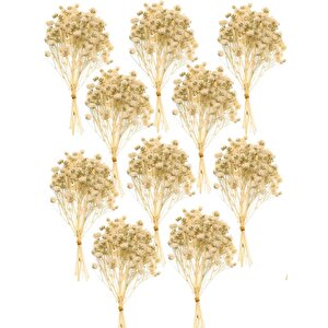 10lu Set Kuru Çiçek Doğal Krem Cipso Şoklanmış Bozulmaz