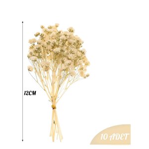 10lu Set Kuru Çiçek Doğal Krem Cipso Şoklanmış Bozulmaz