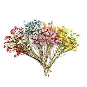 10lu Set Kuru Çiçek Doğal Cipso Şoklanmış Bozulmaz 10farklı  Karışık Renkler