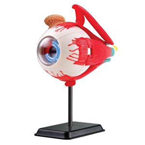 Göz Modeli 35 Parça 14 Cm