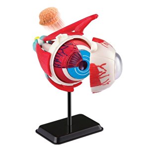 Göz Modeli 35 Parça 14 Cm
