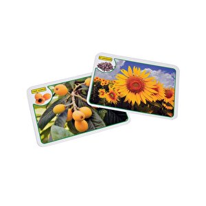 İlk 50 Sözcük Meyve Sebze Eğitici Eşleştirme Ve Bilgi Kartları Diytoy