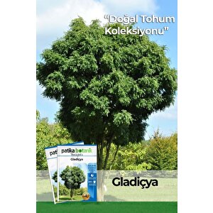 5 Adet Gladiçya Ağaç Tohumu