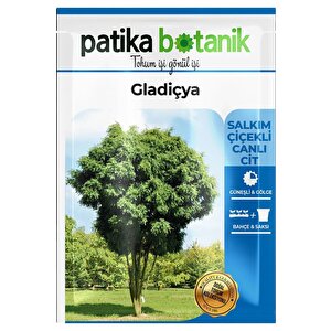 5 Adet Gladiçya Ağaç Tohumu