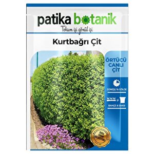 10 Adet Kurtbağrı Çit Ağaç Tohumu