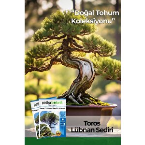 Toros Sediri Ağaç Tohumu