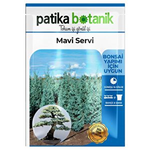 Mavi Servi Ağaç Tohumu