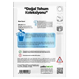 Mavi Servi Ağaç Tohumu