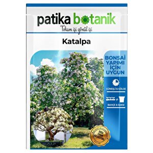 10 Adet Katalpa Tohumu