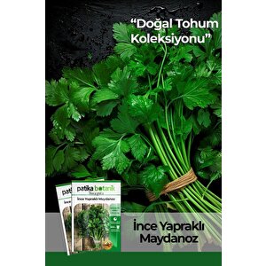 2500 Adet İnce Yapraklı Maydanoz
