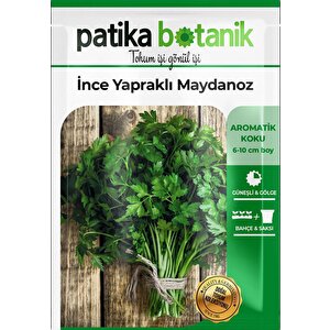 2500 Adet İnce Yapraklı Maydanoz