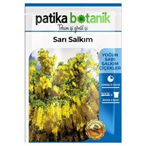 20 Adet Sarı Salkım Ağaç Tohumu