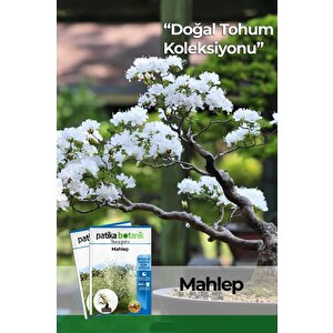 5 Adet Mahlep Ağaç Tohumu