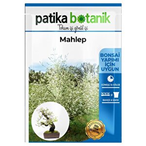 5 Adet Mahlep Ağaç Tohumu