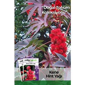 5 Adet Kene Çiçeği (ricinus Communis) Çiçek Tohumu