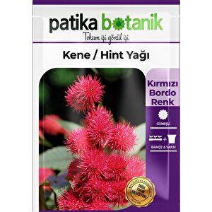 5 Adet Kene Çiçeği (ricinus Communis) Çiçek Tohumu