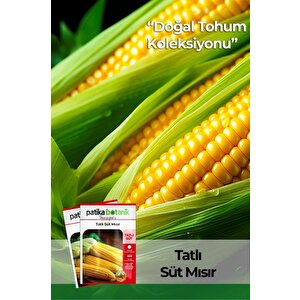 50 Adet Tatlı Mısır Tohumu