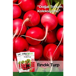 500 Adet Fındık Turp Tohumu