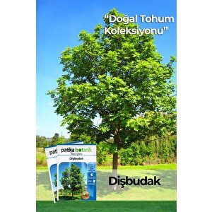 10 Adet Dişbudak Tohumu