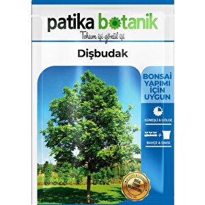 10 Adet Dişbudak Tohumu