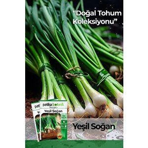 500 Adet Yeşil Soğan Tohumu