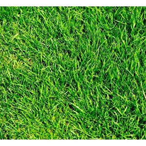 İngiliz Çimi (lolium Perenne) 1 Kg Çim Tohumu