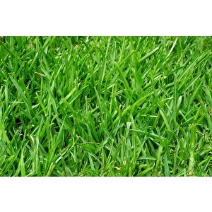 İngiliz Çimi (lolium Perenne) 1 Kg Çim Tohumu