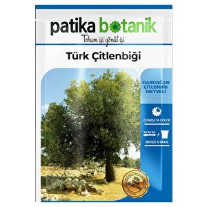 10 Adet Türk Çitlenbiği Ağaç Tohumu