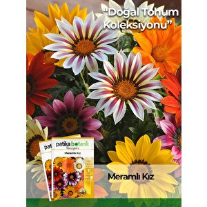 20 Adet Meramlı Kız (gazania Splendens) Çiçek Tohumu