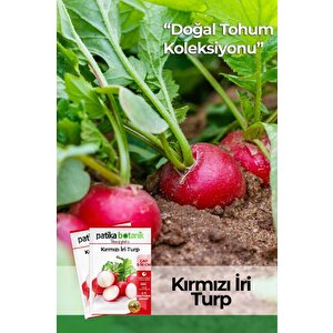 400 Adet Yerli Ata İri Kırmızı Turp Tohumu