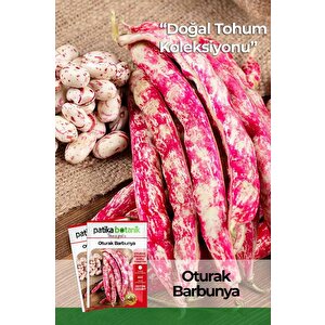 50 Adet Oturak Barbunya Tohumu (selim)