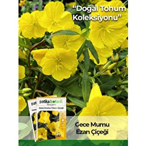 100 Adet Ezan Çiçeği (oenothera) Çiçek Tohumu