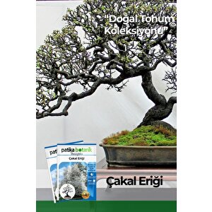 30 Adet Güvem Eriği Ağaç Tohumu