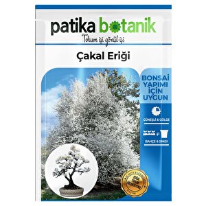 30 Adet Güvem Eriği Ağaç Tohumu